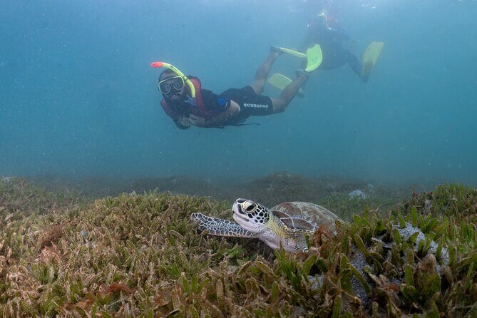 San Juan Snorkeling Tour with Fish and Turtles - Your guide and group dynamic: why calm coaching matters
