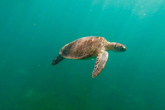 San Juan: Snorkeling with Turtles Adventure and Free Videos - Key highlights (why this is worth your time)