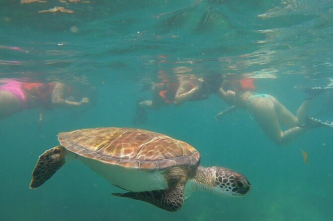 San Juan: Snorkeling with Turtles Adventure and Free Videos - Price and Value: $45 for Gear, Coaching, and Sea Turtle Chances