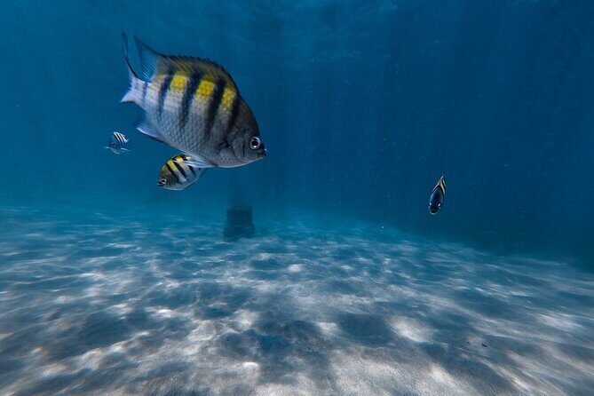 San Juan: Snorkeling with Turtles Adventure and Free Videos - Who This Snorkeling Adventure Fits Best (and who should skip it)