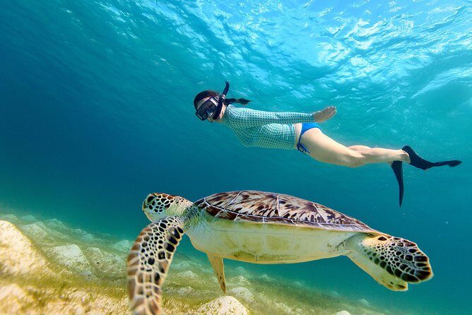 San Juan Turtle Spotting Snorkel Adventure with Videos - Key reasons to book this turtle-spotting snorkeling