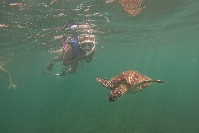 San Juan Turtle Spotting Snorkel Adventure with Videos - San Juan’s Escambrón waters are built for turtle spotting