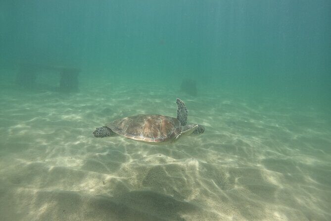 San Juan Turtle Spotting Snorkel Adventure with Videos - Who this tour fits well (and who might want a different day)