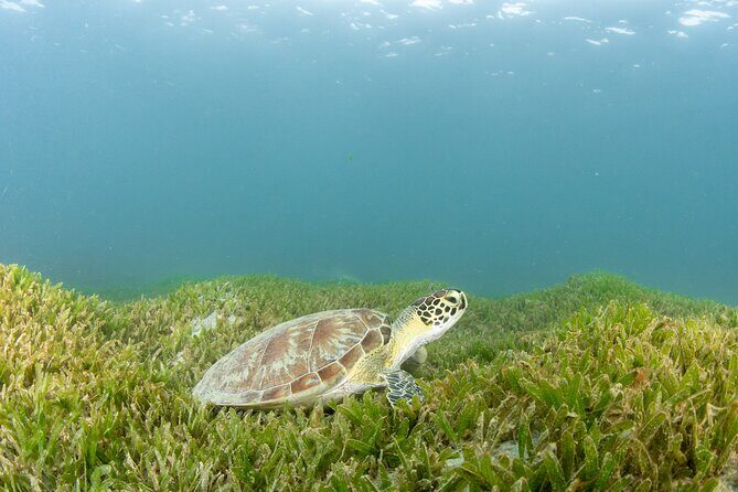 Scuba Tour for Certified Divers in San Juan - Your Guide Matters: What the Guide Style Looks Like From Real Feedback