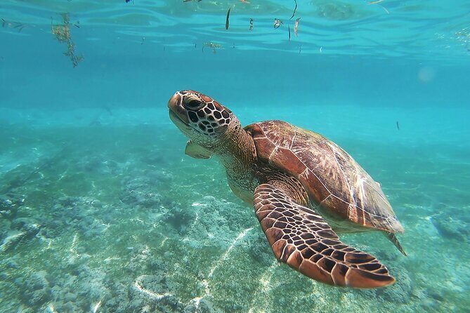 Snorkeling in Paradise - Videos Included - Key highlights you’ll care about