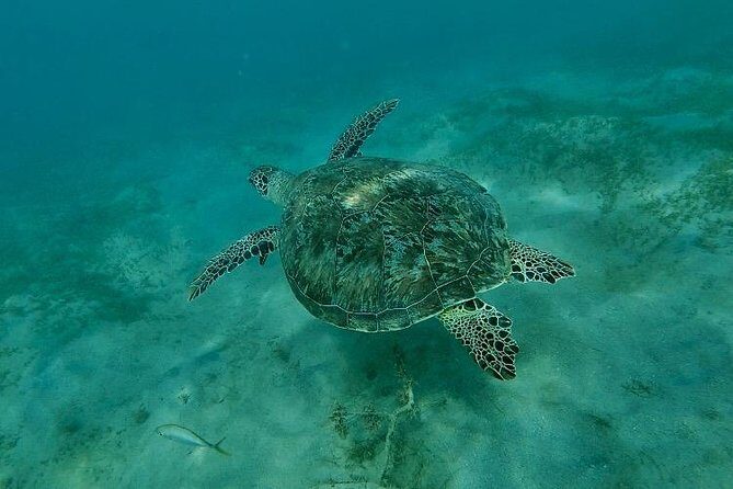 Snorkeling in Paradise - Videos Included - Wildlife viewing with real etiquette, not just hope