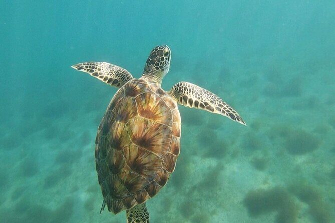 Snorkeling in Paradise - Videos Included - Who should book this snorkeling tour (and who might not)