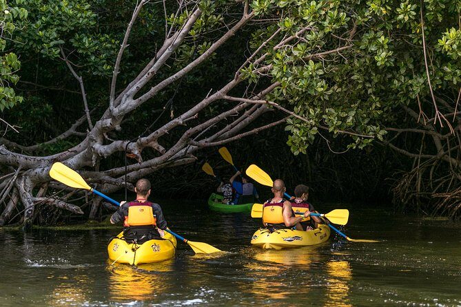 Trio Tour: El Yunque, Luquillo Beach, and Bio Bay Night Kayaking - A 12-Hour Trio That Actually Saves You Driving Time