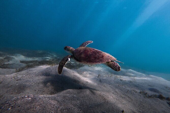 VIP San Juan: Snorkeling Tour with Turtles with Free Videos - Small Groups and Safety: What the Guide Actually Does