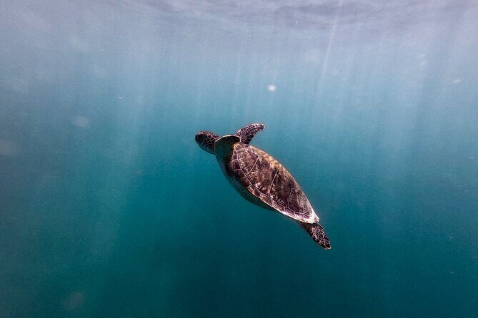 VIP San Juan: Snorkeling Tour with Turtles with Free Videos - What the 90 Minutes Feels Like on the Ground